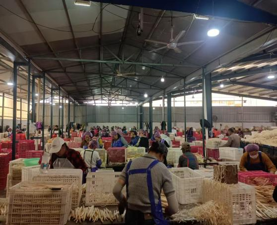 健達(dá)團隊秉承公司“降本增效”理念，嚴(yán)格控制白蘆筍整條生產(chǎn)線